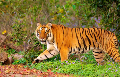 tiger in jim corbett national park