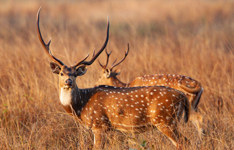 chital deer kanha national park
