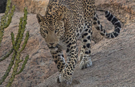 jawai leopard