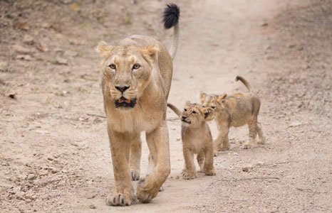 lioness and cubs sasan gir national park