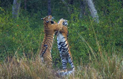 tigers-fighting-satpura-national-park
