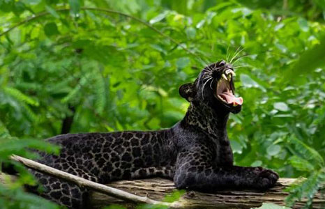 black leopard pench