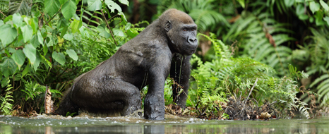 Gabon gorilla
