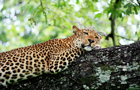 Kahuzi Biega National Park