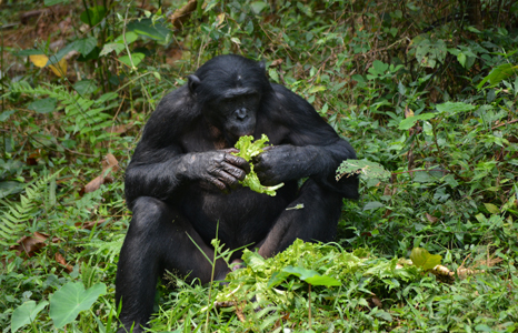 Lola Ya Bonobo Sanctuary