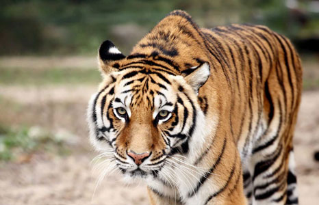 tiger panna national park