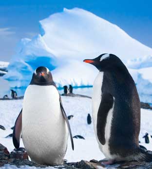 penguins Antarctic