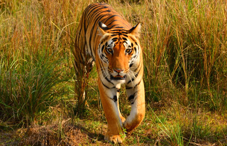 tiger bardia national park