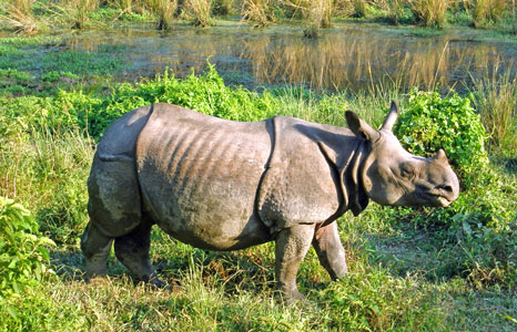 one_horned_rhinoceros_at_Royal_Chitwan_national_park