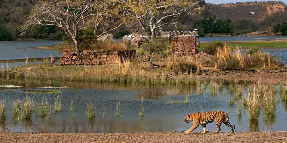 Sher Bagh – Ranthambhore National Park - Rajasthan - India