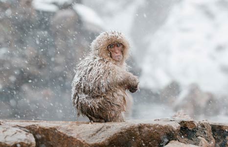 Snow Monkeys (Yudanaka)