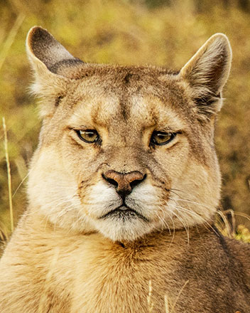 Patagonia Puma Safari